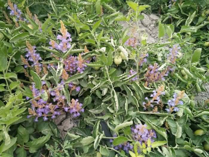 微信图片_20190709110738.jpg 微信图片_20190709110738.jpg